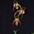 Paph. Shin-Yi Formosa  (Lady Isabel ' Jumbo'  x gigantifolium ' Shen' SM/TOGA ) 