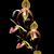 Paph. Shin-Yi Formosa  (Lady Isabel ' Jumbo' x gigantifolium ' Shen' SM/TOGA)
