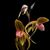 Paph. Shin-Yi Formosa  (Lady Isabel ' Jumbo'  x gigantifolium ' Shen' SM/TOGA ) 