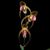 Paph. Shin-Yi Formosa  (Lady Isabel ' Jumbo'  x gigantifolium ' Shen' SM/TOGA ) 
