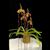 Paph. Hung Sheng Brown Hair  (Yang-Ji Apple x sanderisnaum ' Bear 115.5 cm ') 