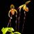 Paph. Hung Sheng Brown Hair  (Yang-Ji Apple x sanderisnaum ' Bear 115.5 cm ') 