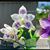 Phal. Prince Blue Star (YangYang Blue Surprise x YangYang Ever Blue)
