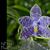 Phal. Prince Blue Star (YangYang Blue Surprise x YangYang Ever Blue)
