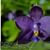 Phal. Prince Blue Star (YangYang Blue Surprise x YangYang Ever Blue)