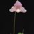 Paph. Black Diamond  ( delenatii var. dunkel  x  fairrieanum ' Red' AM/AOS )