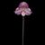 Paph. Black Diamond  ( x )