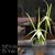 B. Yaki  (B. cucullata ' Holy Cow' AM/AOS x B. nodosa ' Susan Fuchs' FCC/AOS)