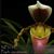 Paphiopedilum coccineum  