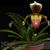 Paphiopedilum coccineum  