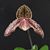 Paph. Rolfei (bellatulum 'Monte Vista' x rothschildianum 'Chouyi' GM/TPS/TOGA)