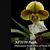 Paph. (Mukoyama Green x Tree of Enzan BM/TPS)