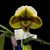 Paph. (Mukoyama Green x Tree of Enzan BM/TPS)