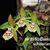 Coelogyne schilleriana 