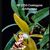 Coelogyne schilleriana 