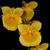 Den. braianense (Syn. Den. ejerii, Den. capillipes var. elegans)