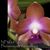 Phalaenopsis marriottiana 