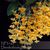 Dendrobium guibertii 