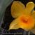 Dendrobium guibertii 