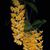 Dendrobium guibertii 