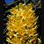 Dendrobium guibertii