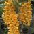 Dendrobium guibertii