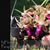 Paraphadenia. Juraj Kois (Seidenfadenia mitrata x Paraphalaenopsis labukensis)