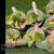 Platycerium. 'Foong Si Qi' Sporeling