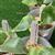 Platycerium. 'Foong Si Qi' Sporeling