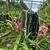 V. Peaches (V. falcata x V. curvifolia)
