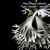 Platycerium. willinckii 'Celso Tatsuta 塞爾所 ( Sporing ) 