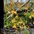 Dendrobium  tangerinum