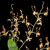 Dendrobium  tangerinum