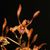 Dendrobium  tangerinum 
