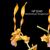 Dendrobium  tangerinum