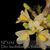 Dendrobium laevifolium fma Yellow  