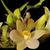 Dendrobium laevifolium fma Yellow  