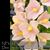 Dendrobium laevifolium fma Yellow  