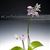 Phal lueddemaniana fma coerulea ( Rock Hsia strain ) 