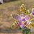 Phal lueddemaniana fma coerulea ( Rock Hsia strain ) 