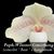 Paph. Wössner Concohang  (concolor ' Bear ' x hangianum ' Bear's Best ')