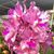 C. amethystoglossa  (C. amethystoglossa 'Orchidglade' AM/AOS x C. amethystoglossa 'Orglade's Rowdy' AM/AOS)