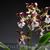 NF522 Epi. atropurpureum  syn. cordigera  ( x ) 