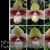 Paph. hangianum ( Red Flare ) ('Red Bean' x 'Red Power')