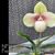 Paph. hangianum ( Red Flare ) ('Red Bean' x 'Red Power')