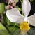 Phal. intermedia ( Yellow lip )  (intermedia ' yellow lip ' x intermedia ' canary ')