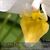 Phal. intermedia ( Yellow lip )  (intermedia ' yellow lip ' x intermedia ' canary ')