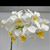 Phal. intermedia ( Yellow lip )  (intermedia ' yellow lip ' x intermedia ' canary ')