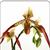 Paph. St. Low  (St. Swithin 'Eureka' AM/AOS x lowii 'Malaysian Princess' AM/AOS)