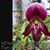 Paph. callosum  (Paph.  callosum var. vinicolor ' Daya' x Paph. callosum ' Huei' )